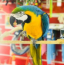 Birds club UAE